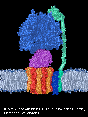 ATP-Synthase