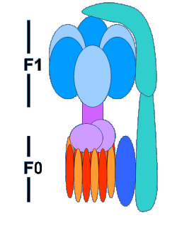 ATP-Synthase Schema