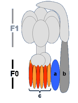 ATP-Synthase Schema