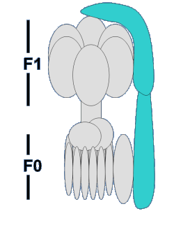 ATP-Synthase Schema